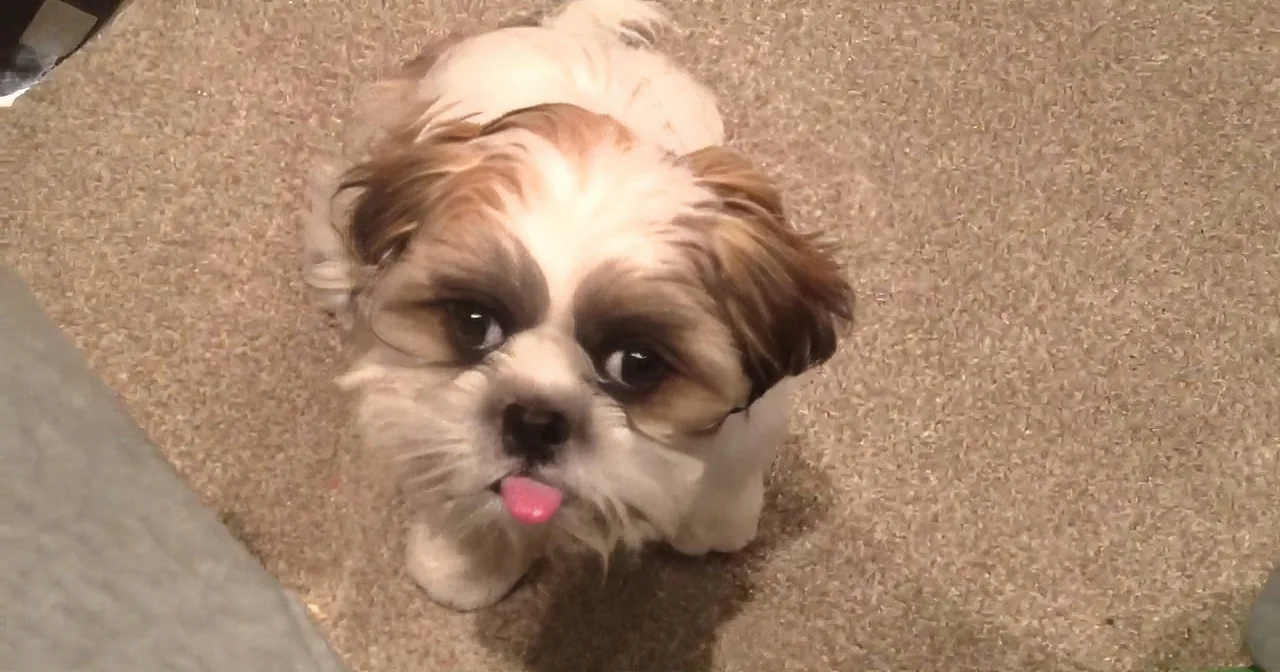 This Dog Wants Treats and He Has a Creative Way of Asking for Them! Watch This!