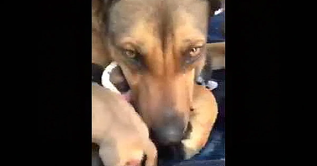 A close-up of a dog being held by a person, with the dog's face and part of its body visible.