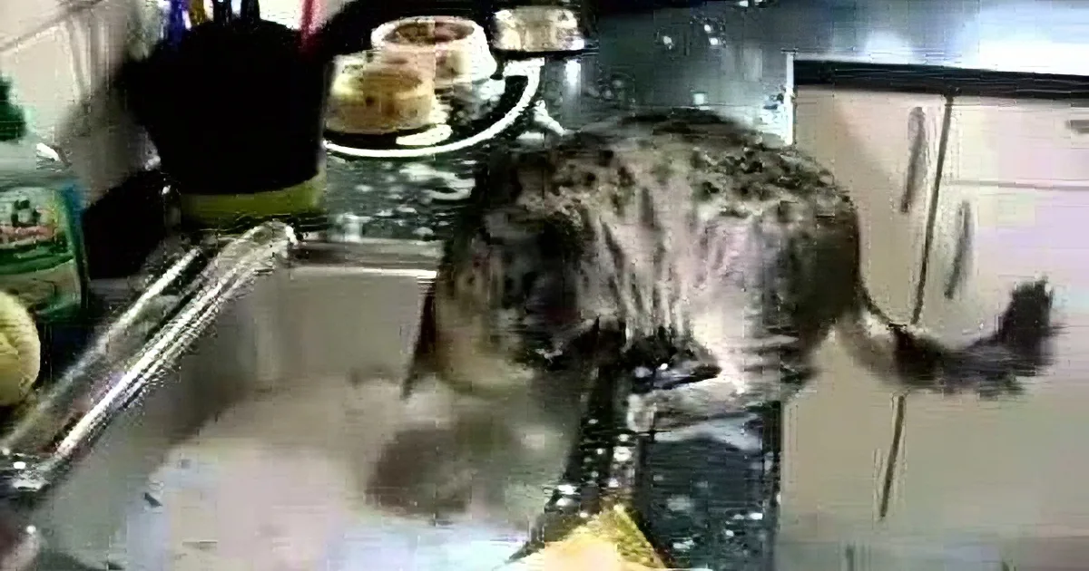 A cat is drinking from a kitchen sink filled with soapy water.