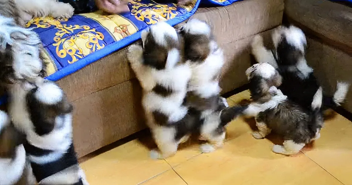 Adorable Shih Tzu Puppies After Their First Bath