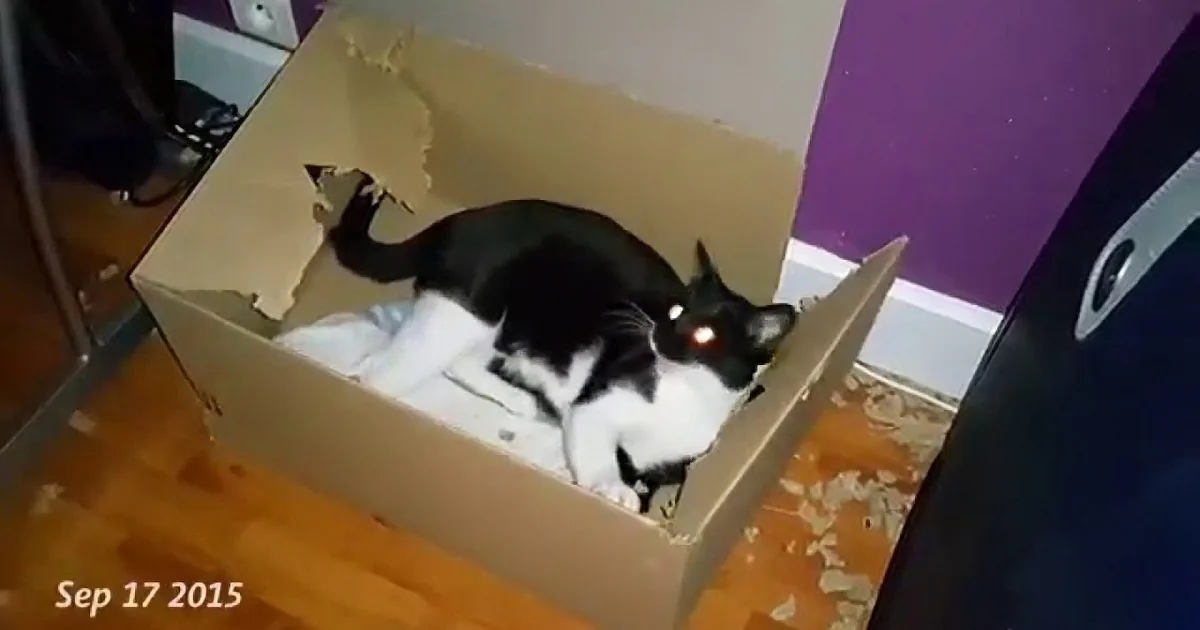A black and white cat is lounging inside a torn cardboard box on a wooden floor.