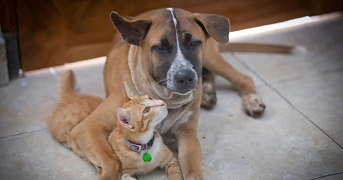 This Stray Cat and Dog Found Each Other in the Most Incredible Way! Watch Their Colorful Story.