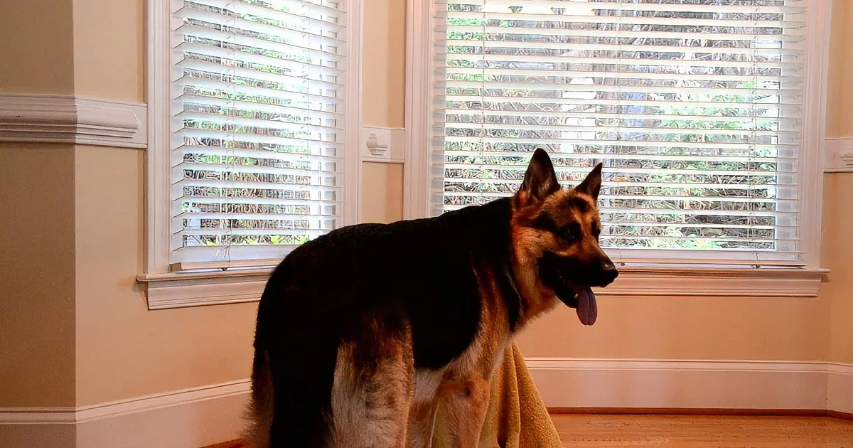 Clever German Shepherd Lets His Buddy out of Her Kennel - so Funny!