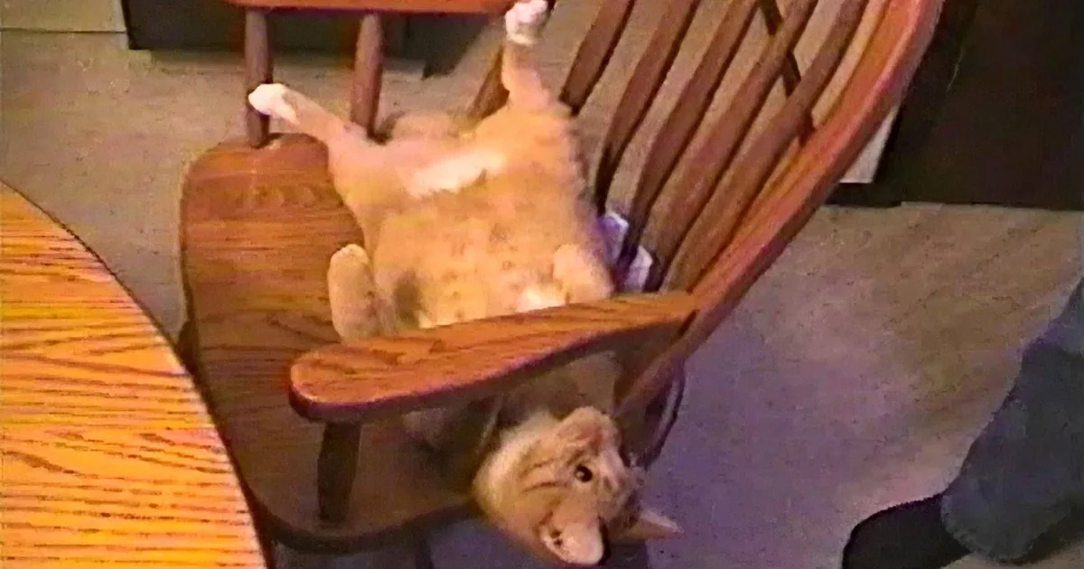 This Gymnast Cat Absolutely Flips for a Treat