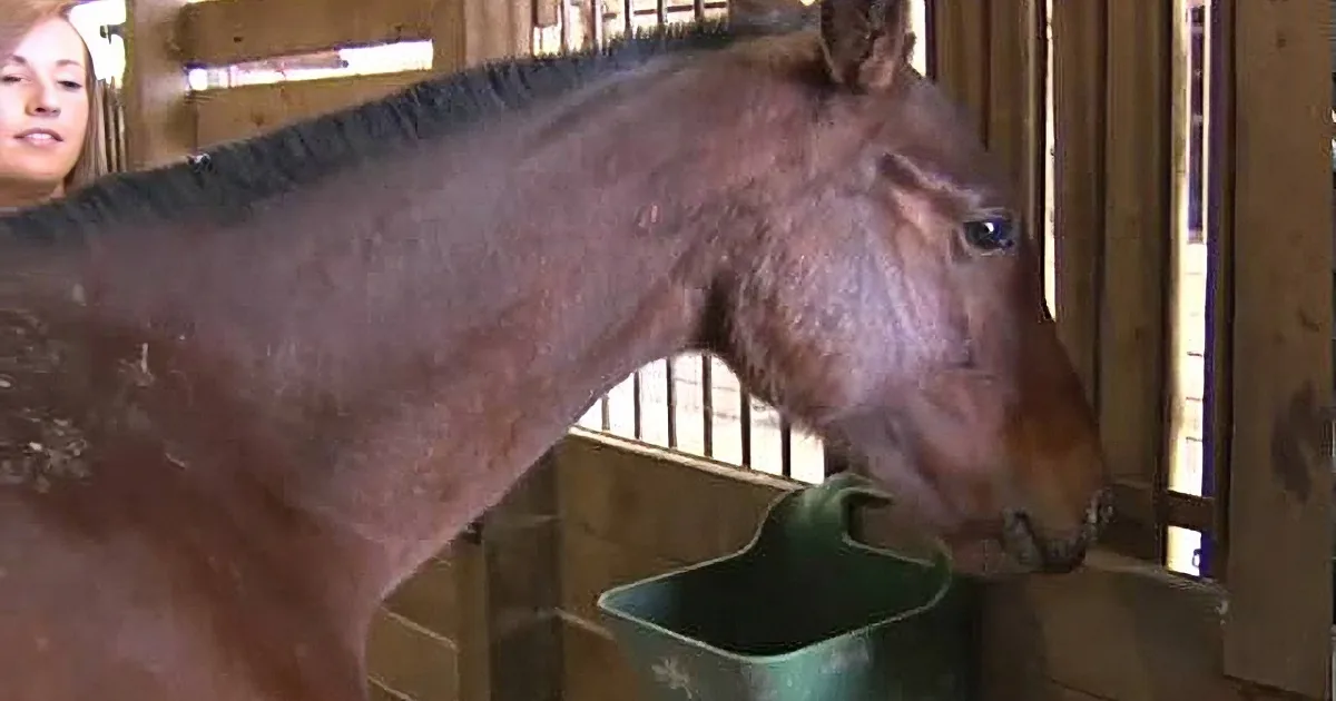 A donkey stands in a stable, looking out, with a person partially visible in the background.