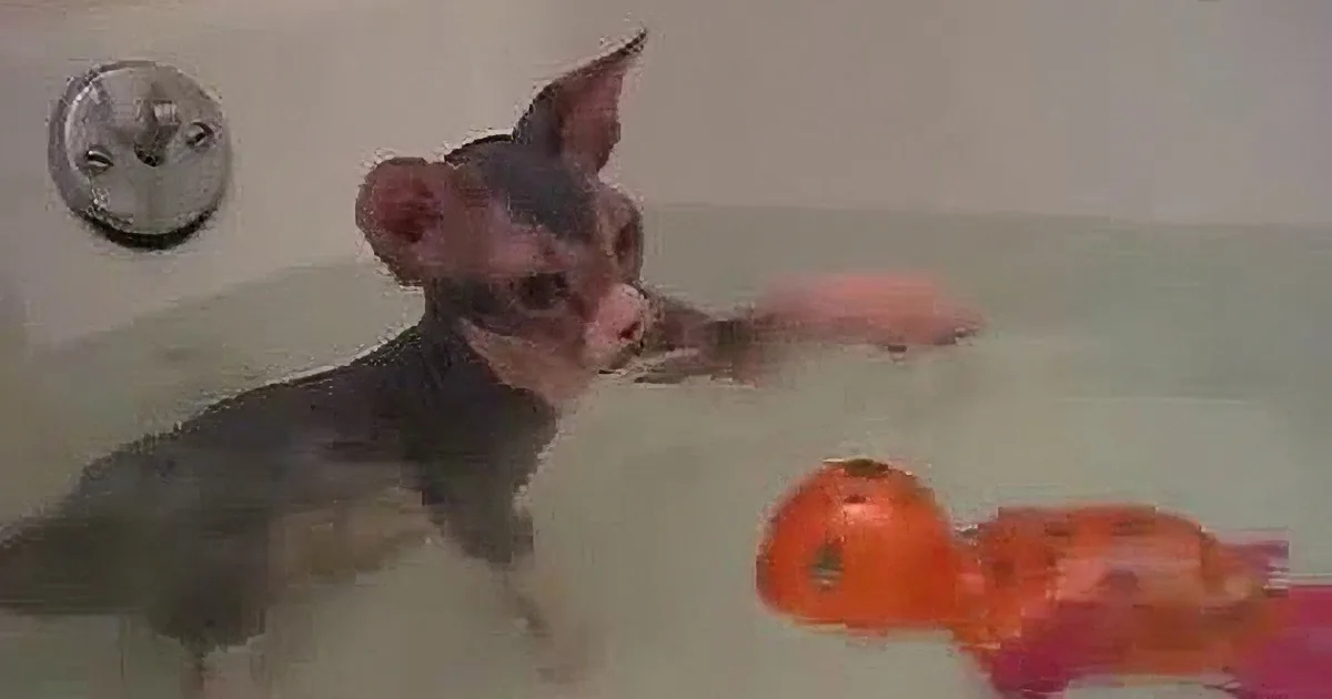 A cat with a shaved head stands in a bathtub, surrounded by floating orange slices.