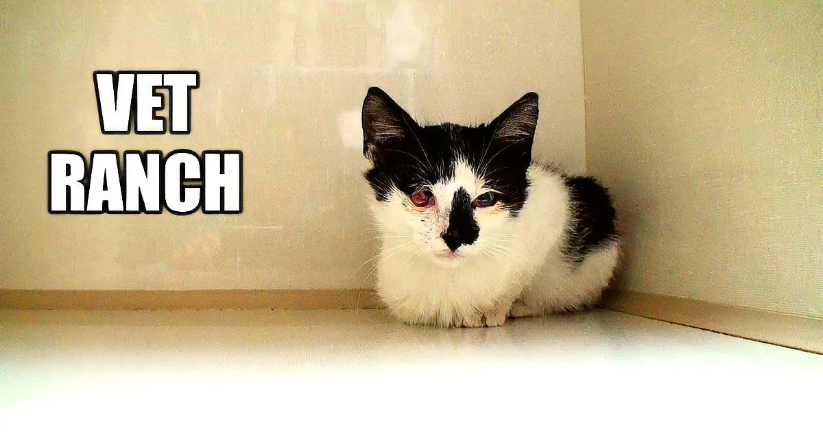 Rescue Kitty Gets Surgery and a Foster Home. Thank You, Vet Ranch!
