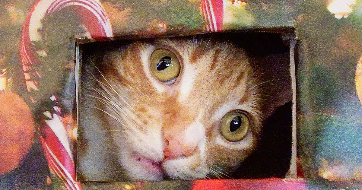 Find out How You Can Make a Cat-Proof Christmas Tree out of Cardboard Boxes!