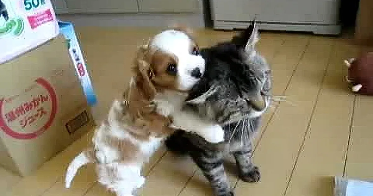 They Introduce the New Puppy to the Family Cat. This Interaction Is a Must See!