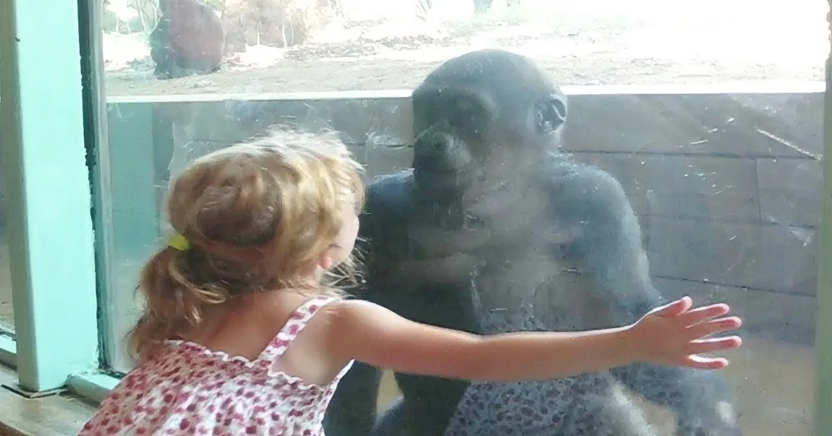 Little Girl and Baby Gorilla Become Fast Friends