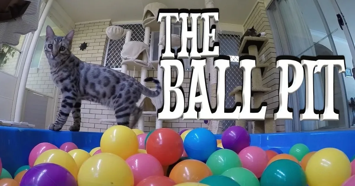 A Bengal cat stands on a blue ledge surrounded by colorful balls in a ball pit.
