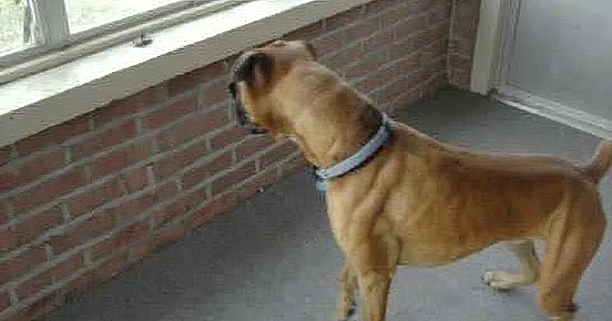 A brown dog with a blue collar stands by a window, looking out at something outside.