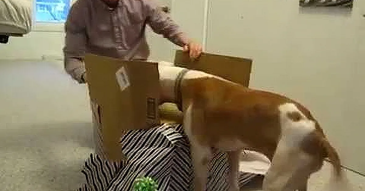Dog Beats Cancer and Then Gets Present of a Lifetime on His Birthday! Watch This Reaction.