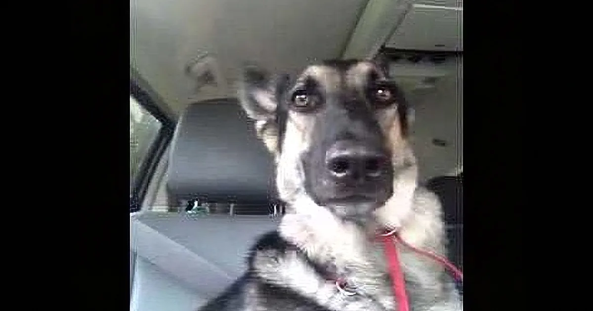 A German Shepherd dog is sitting in a car, looking directly at the camera with a red leash visible.