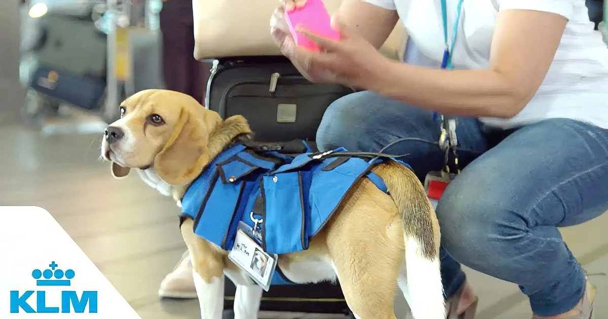 This Cute Dog Roams the Baggage Claim Area at the Airport. the Reason Why Is Adorable!
