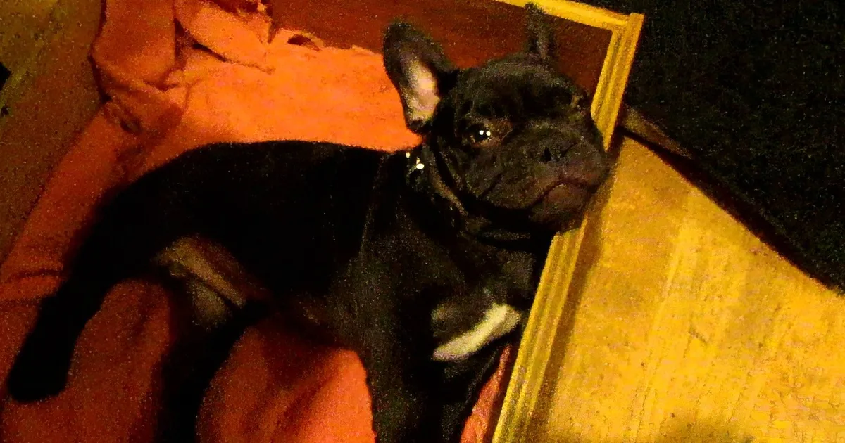 This Little Frenchie Is Determined Not to Go to Bed