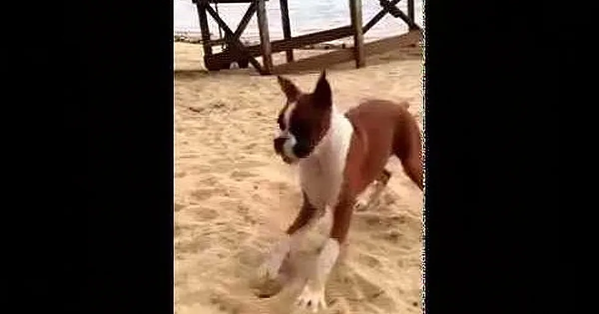 A brown and white dog stands on sandy beach, looking alert with a wooden structure in the background.