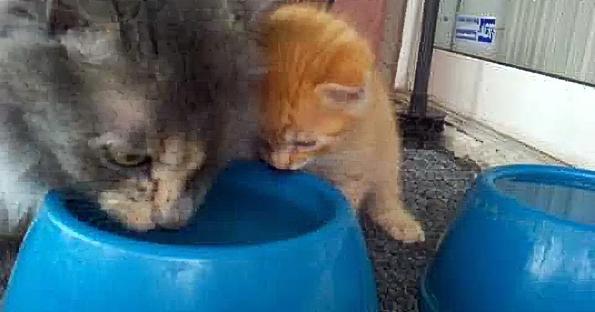 Two kittens, one gray and one orange, share a blue bowl, drinking water together.
