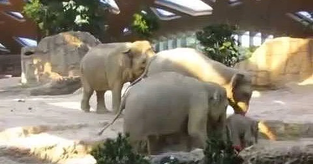 Elephants are interacting in a zoo enclosure, with one elephant using its trunk to touch another.