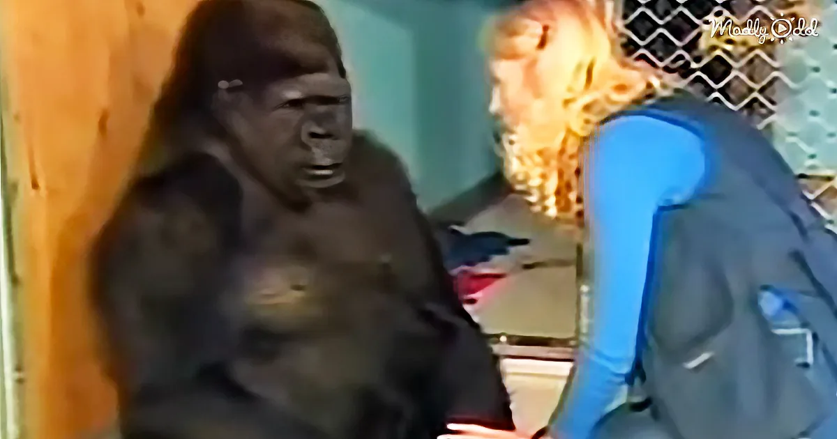 Koko the Gorilla Grieving Over Her Kitten Friend Is Heartbreaking and Beautiful