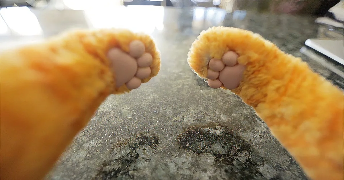 Cat Behavior Is Finally Explained in This Funny Video! LOL!