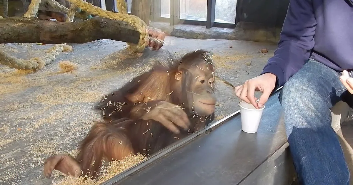 Monkey Sees Magic Trick and Reacts Hysterically! LOL!