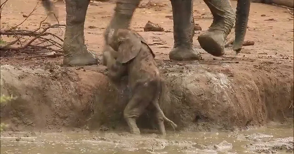 A baby elephant is playfully splashing in a muddy water hole, surrounded by adult elephant legs.