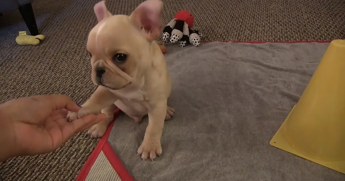 A French Bulldog puppy sits on a mat, looking at a hand extended towards it.
