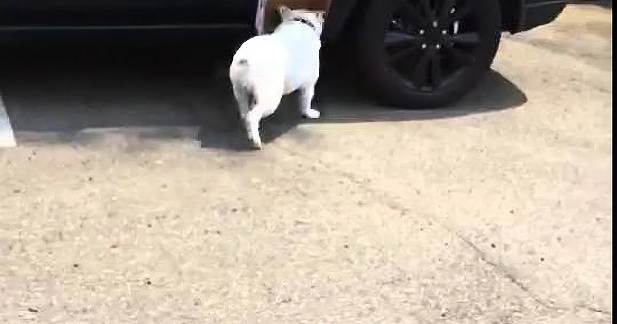 A small white dog stands on a concrete surface near a car, looking up at the vehicle.
