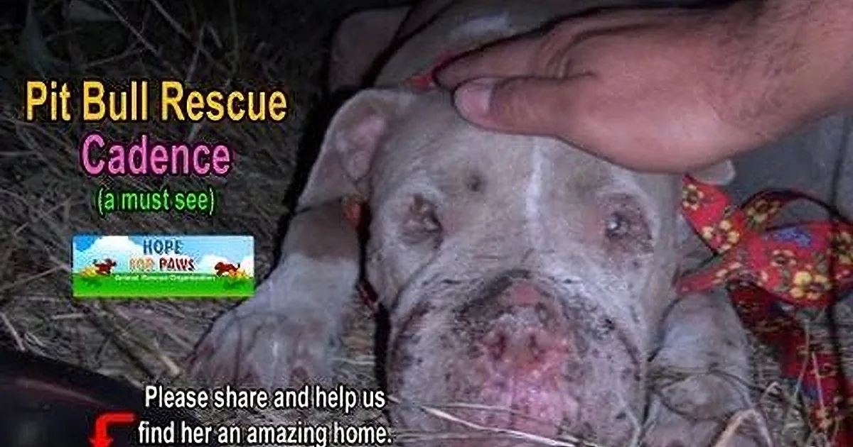 A hand pets a pit bull with visible injuries, surrounded by text about rescue and sharing.
