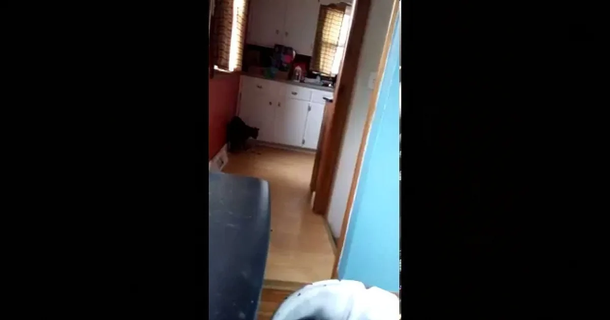A cat sits on the floor near a kitchen with white cabinets and a window.