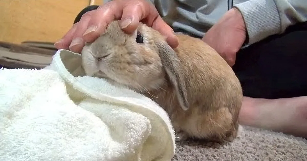 This Adorable Rabbit Doesn''t Like It When His Human Stops Petting Him