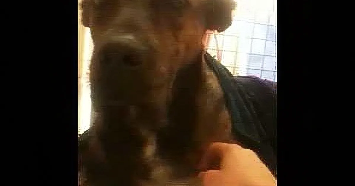 A close-up of a dog's face, likely a Doberman, with a person partially visible behind it.