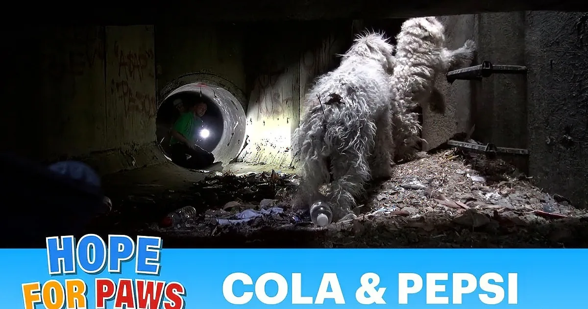 A person in a green shirt rescues a dog from a dark, debris-filled tunnel under a freeway.