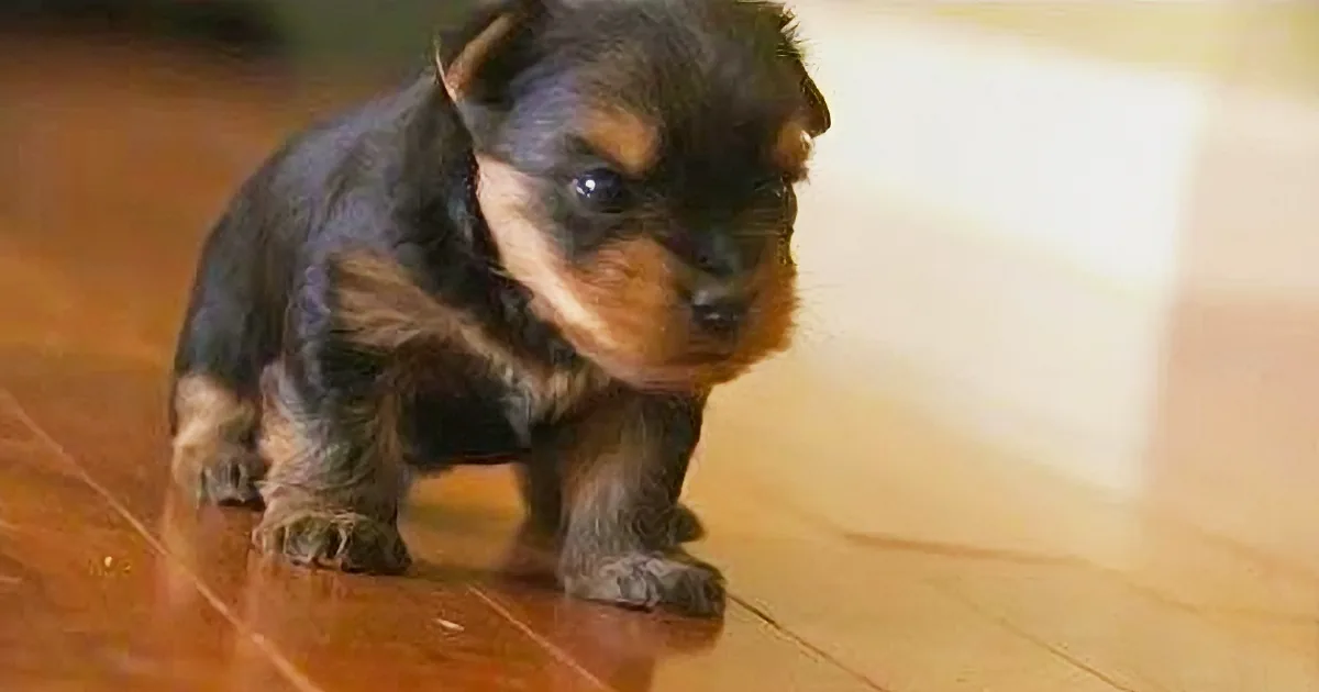 Yorkie Puppy Fends off Home Intruder With the Cutest Barking Skills