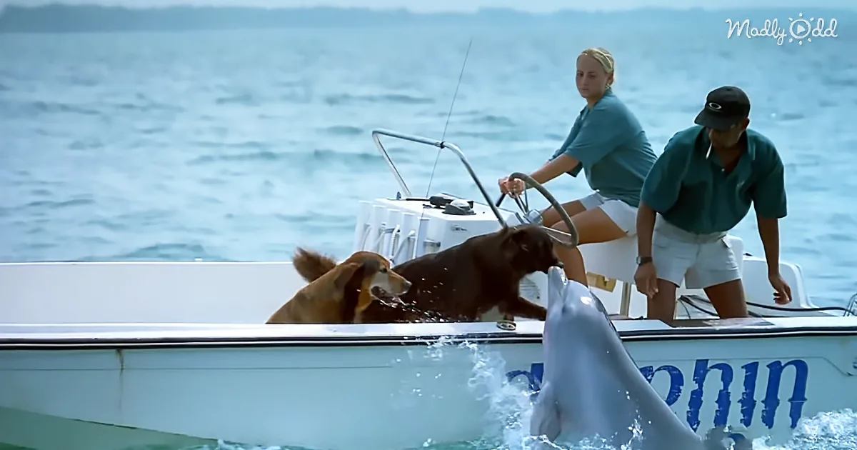 A dolphin leaps out of the water near a boat with two people and two dogs on board.