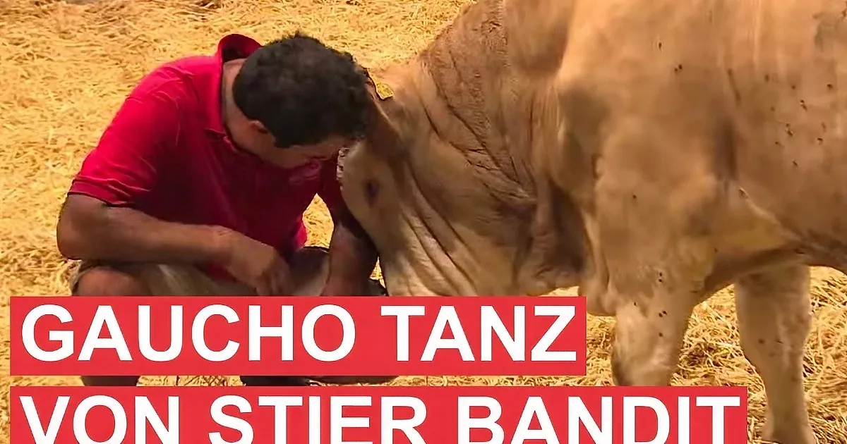 A man in a red shirt is tending to a cow in a hay-filled barn.