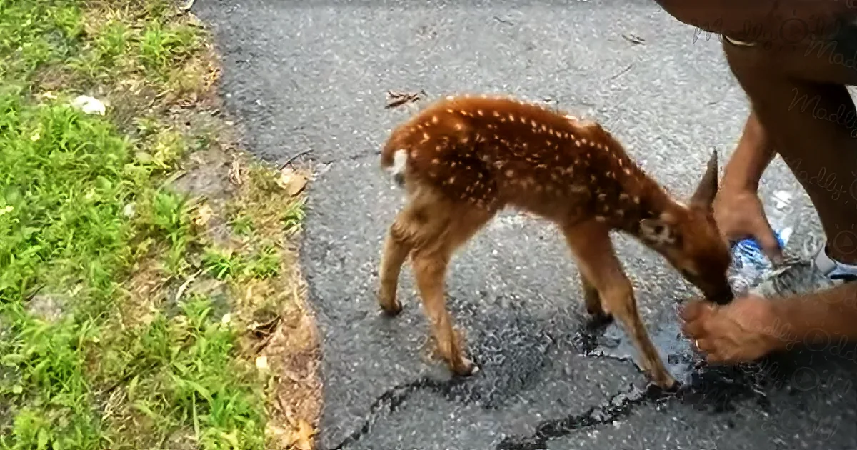 This Tiny Baby Deer Approaches Him, but He Wasn''t Expecting This to Happen!