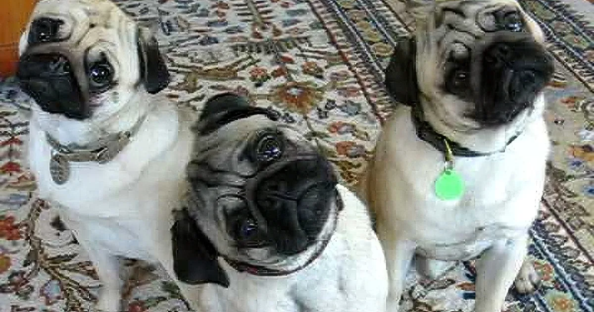 These Pugs Are Hypnotizing Us as Part of Their Plan for World Domination. Watch Their Head Tilts!