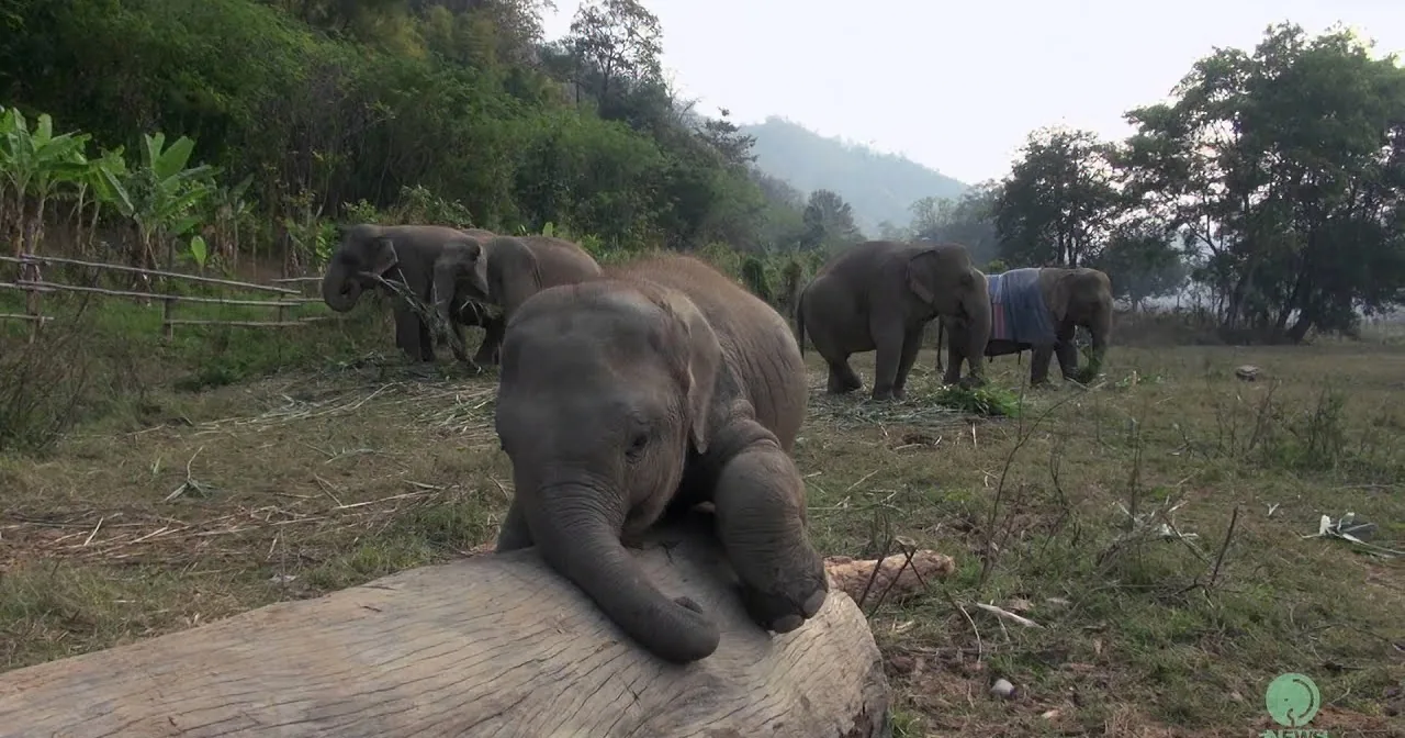Elephants rest in a grassy field with some standing and one lying on a log.