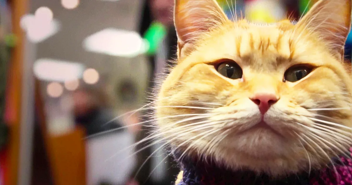 A close-up of a fluffy orange cat with a curious expression, wearing a purple sweater.