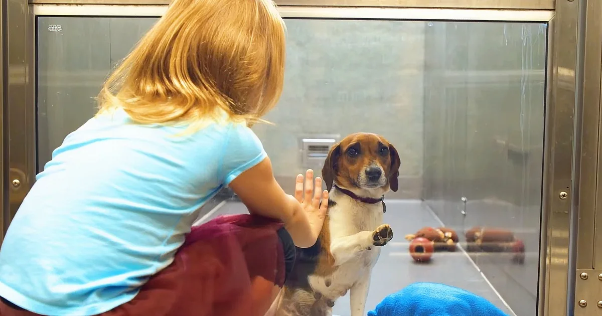 No One Wanted This Poor Dog, but Watch What Happens When This Girl Notices Her