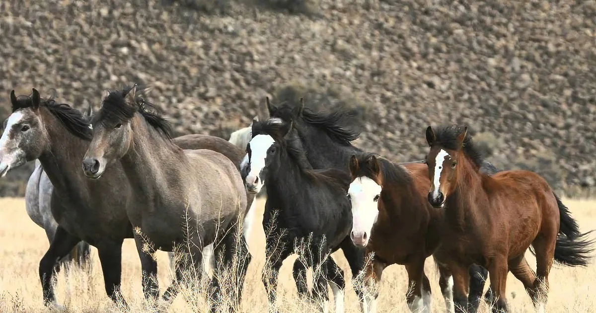 A group of horses with varying coat colors and patterns are running in a dry, grassy field.