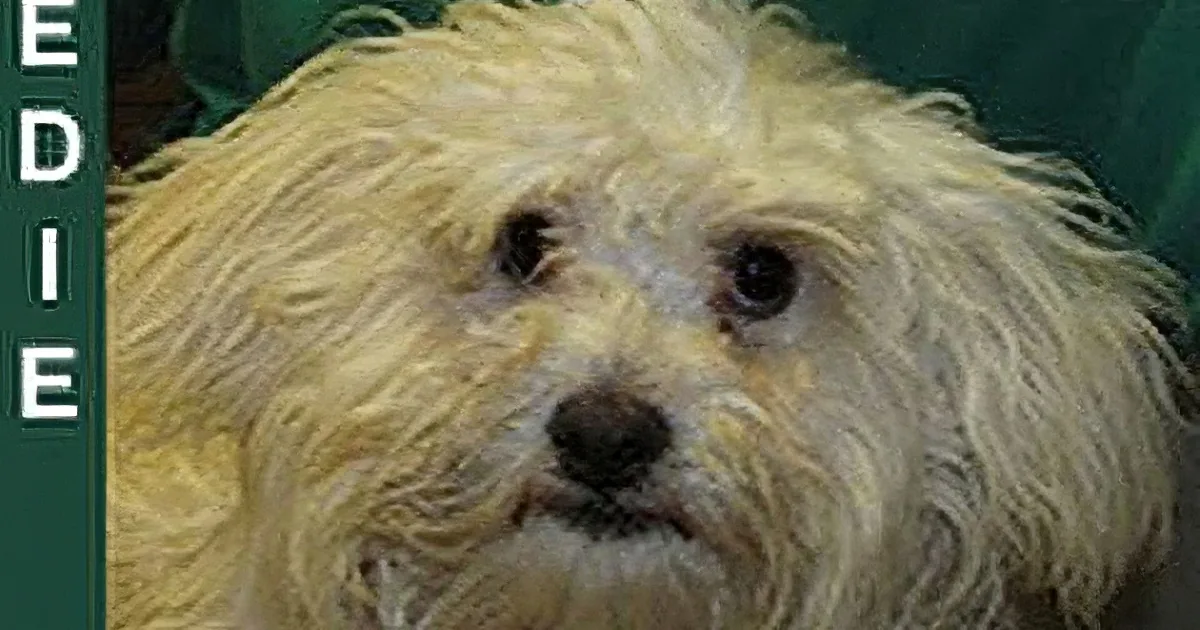 When She Was Saved an Hour Before Euthanasia, She Trusted No One. What Happened Next Tore Me Apart!