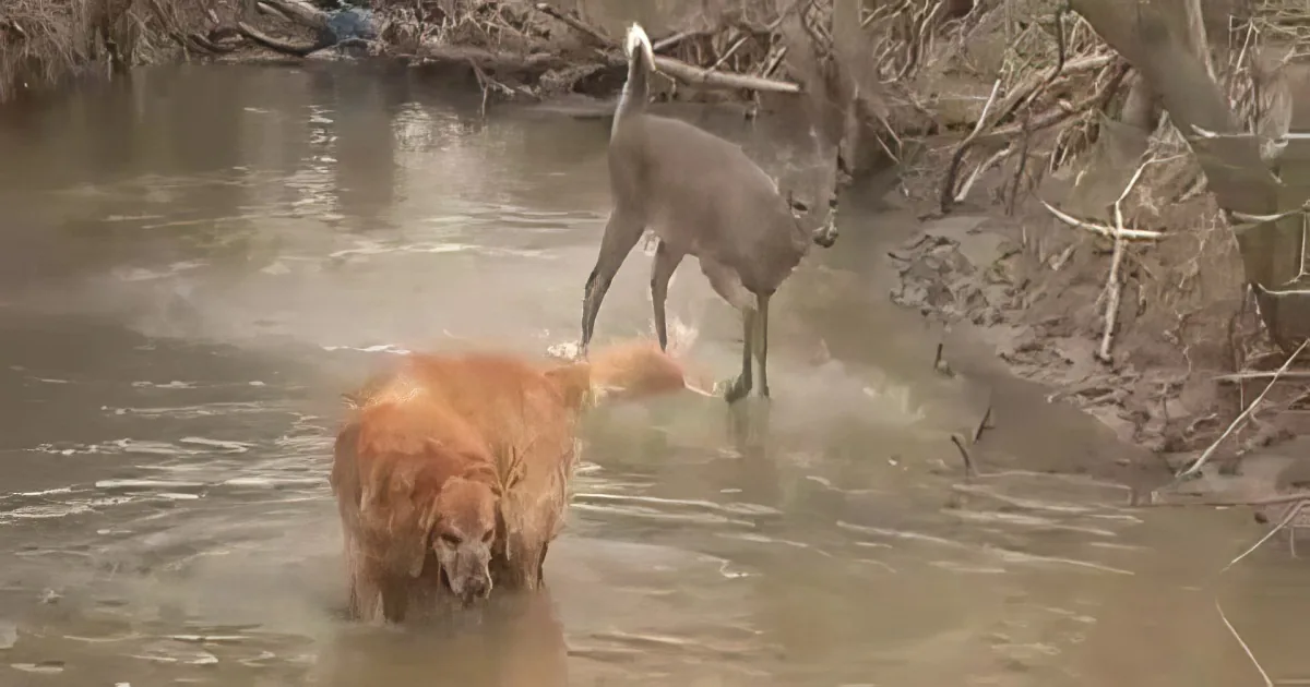 A golden retriever wades through shallow water near a deer standing on the riverbank.