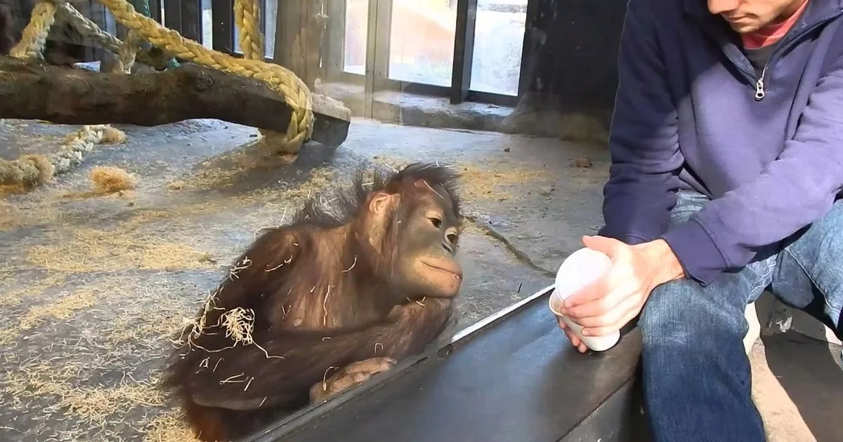 An orangutan sits on straw-covered ground, looking at a person holding a cup near its enclosure.