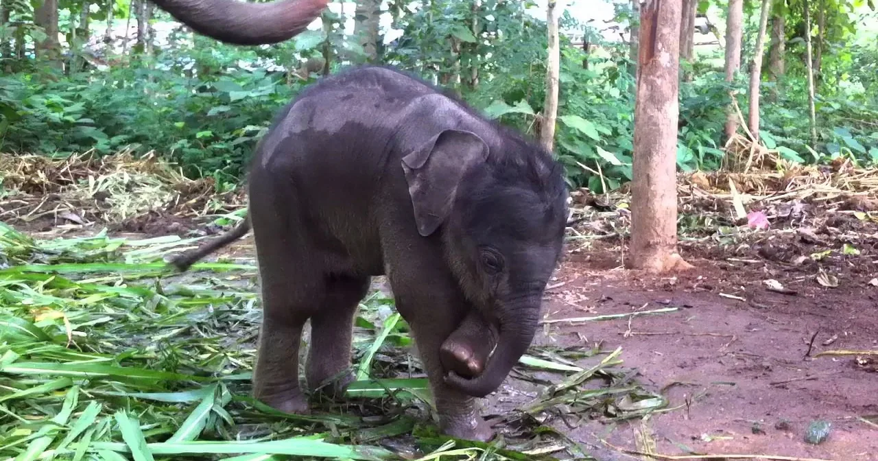 Tiny Baby Elephant Discovers Her Trunk for the First Time. What She Does Then? Adorable!