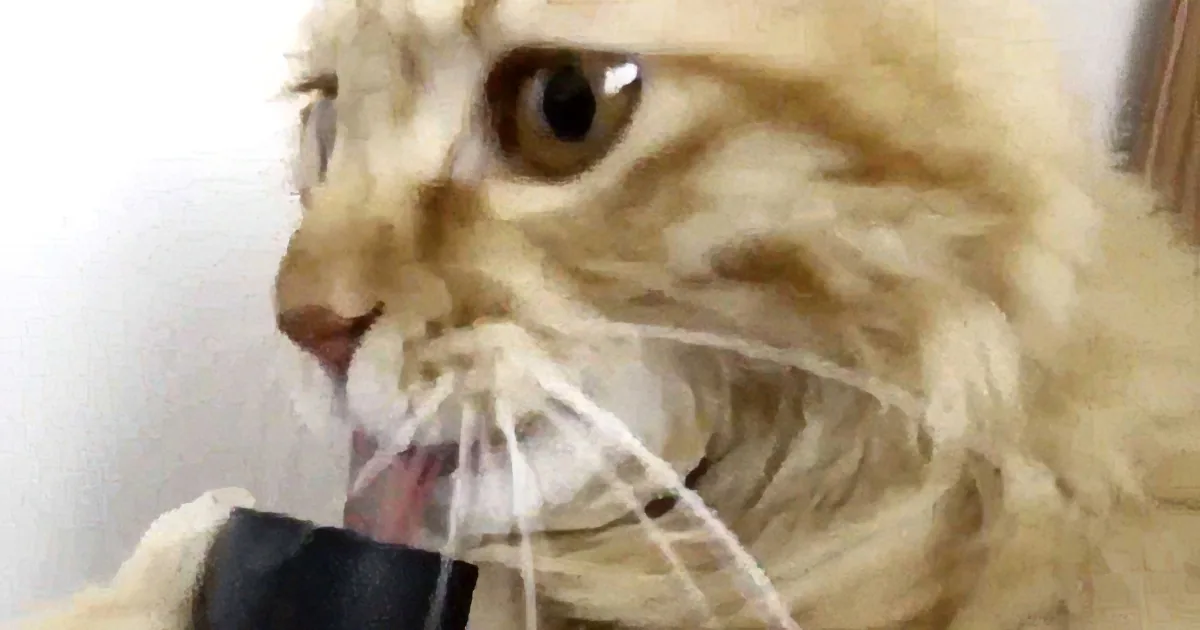 This Cat Won''t Leave the Vacuum Cleaner Alone. the Reason? You''ll Be in Hysterics After Seeing This!