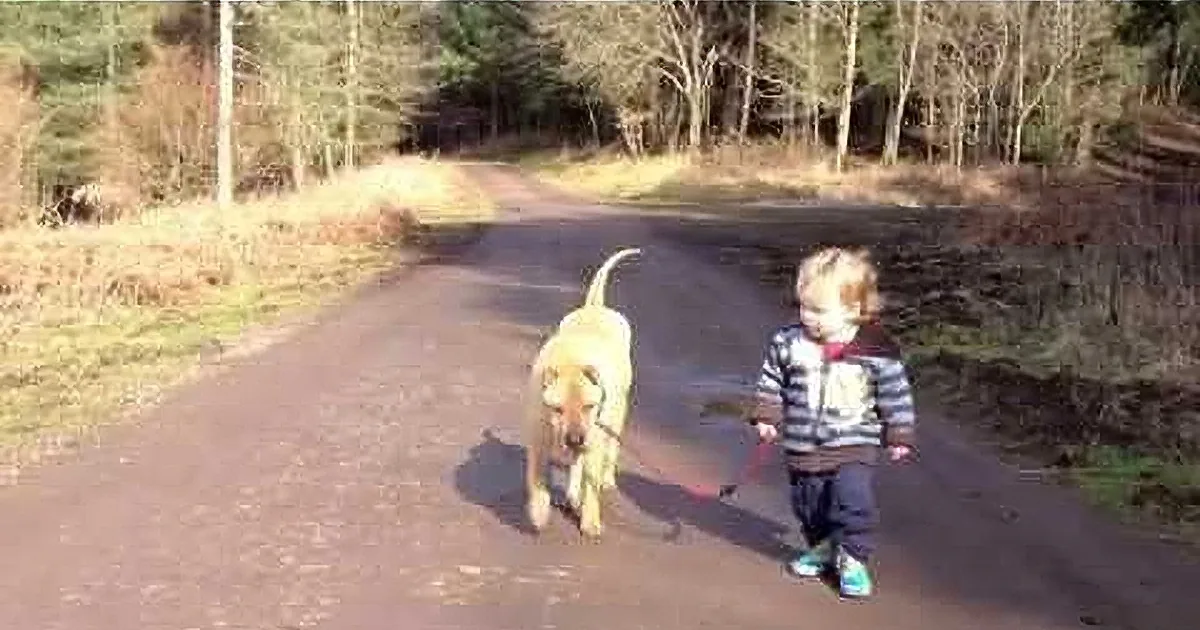 Toddler Jumps in a Puddle, Wait Till You See What His Dog Does! Aww!