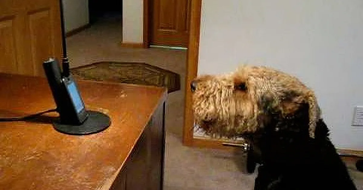 A dog with a light brown and black coat is looking at a desk with a phone and a stand.